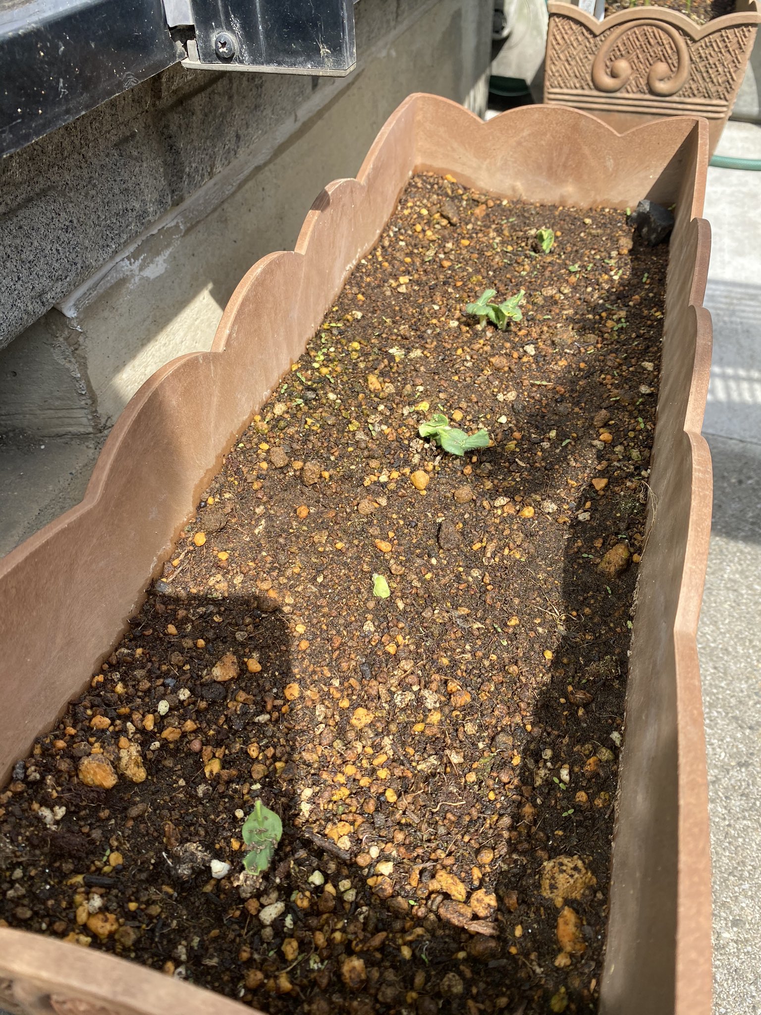 はた屋 7月11日まで臨時休業 枝豆 ミョウガ 唐辛子 オクラ 先週やっと芽が出ました T Co Ze5xx9dmcm Twitter
