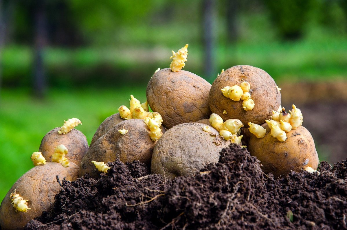 saos_agri_coops's tweet photo. Steering group created to develop a strategic action plan for the seed potato sector.
As part of the @scotfooddrink Partnership Recovery Plan, @SAOSSupply @AHDB &amp; @NFUStweets are joining forces to develop a strategy for the potato sector. Find out more at: https://t.co/i0jVmh5HNc https://t.co/1t5IRWZhon
