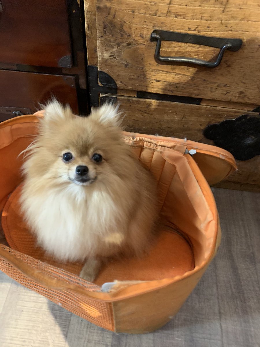 犬猫雑貨専門店 犬猫時間 6月7日の出勤わんこ 終わり時間になりました ポメラニアンのゆず 皆様に可愛い 大人しい と言われ すこしドヤ顔のゆず 家ではスタンダードプードルの子犬のあみちゃんを抑圧するガウガウなゆずなのです ポメラニアン 犬猫雑貨専門店 犬猫時間 6月7日の出勤わんこ 終わり時間になりました ポメラニアンのゆず 皆様に可愛い 大人しい と言われ すこしドヤ顔のゆず 家ではスタンダードプードルの子犬のあみちゃんを抑圧するガウガウなゆずなのです ポメラニアン