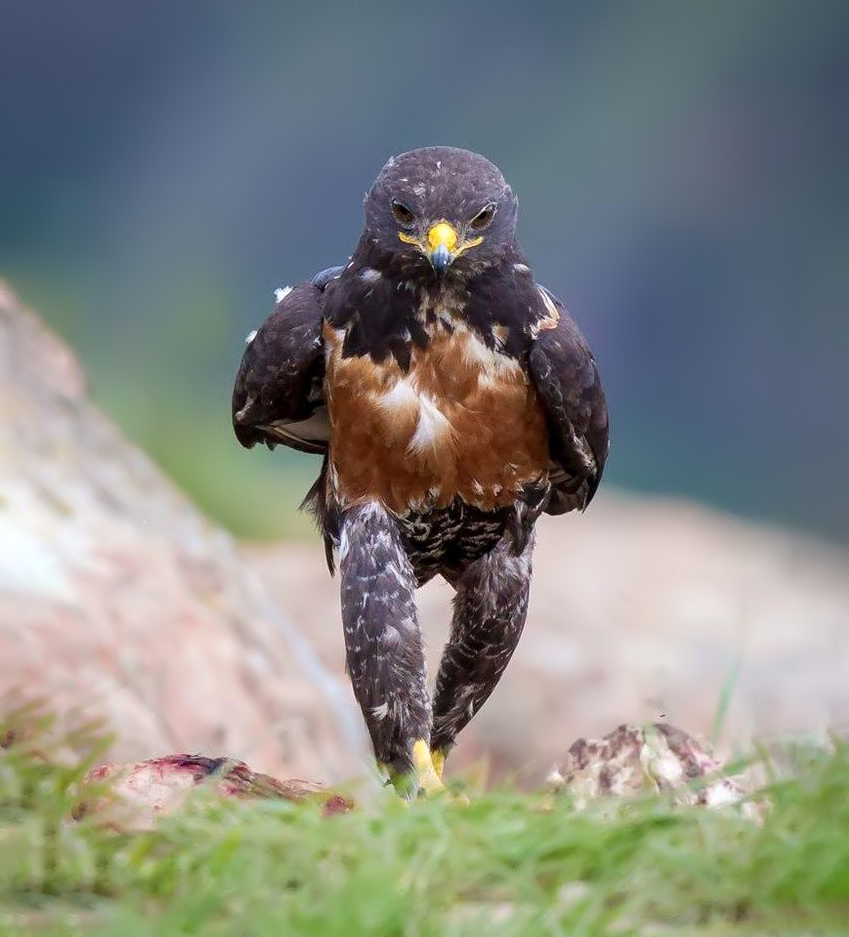 photo5065's tweet image. 