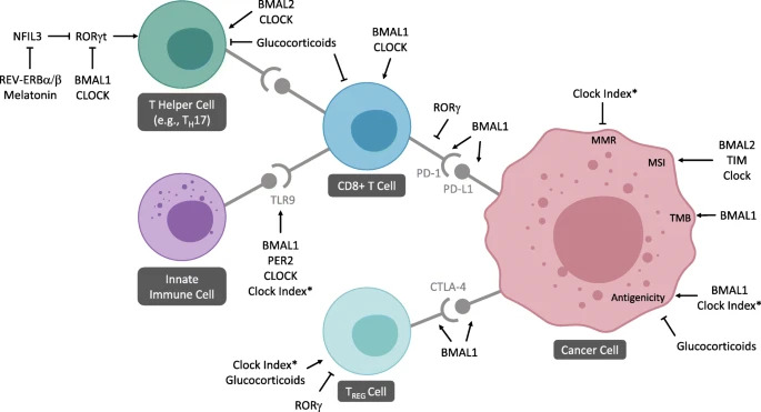JournalofExper1's tweet photo. New Review! 💣
The role of the #𝐜𝐢𝐫𝐜𝐚𝐝𝐢𝐚𝐧 𝐜𝐥𝐨𝐜𝐤 in 𝐜𝐚𝐧𝐜𝐞𝐫 𝐡𝐚𝐥𝐥𝐦𝐚𝐫𝐤 𝐚𝐜𝐪𝐮𝐢𝐬𝐢𝐭𝐢𝐨𝐧 and 𝐢𝐦𝐦𝐮𝐧𝐞-𝐛𝐚𝐬𝐞𝐝 𝐜𝐚𝐧𝐜𝐞𝐫 𝐭𝐡𝐞𝐫𝐚𝐩𝐞𝐮𝐭𝐢𝐜𝐬
Full text 👇
https://t.co/U5FlwpwlFx
#ImmuneCheckpointInhibitor
#ClockGene
@IREISGufficiale https://t.co/m4Q0XRbleu