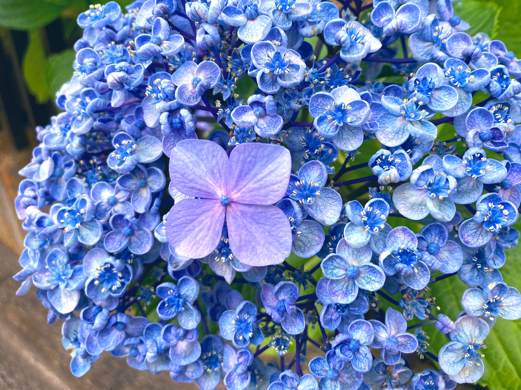 Kaleidoscope カレイドスコヲプ 紫陽花 ポップコーン って種類なのに なぜか一個だけ普通に開いてる子がいました 紫陽花 T Co Iiuplf5mjb Twitter