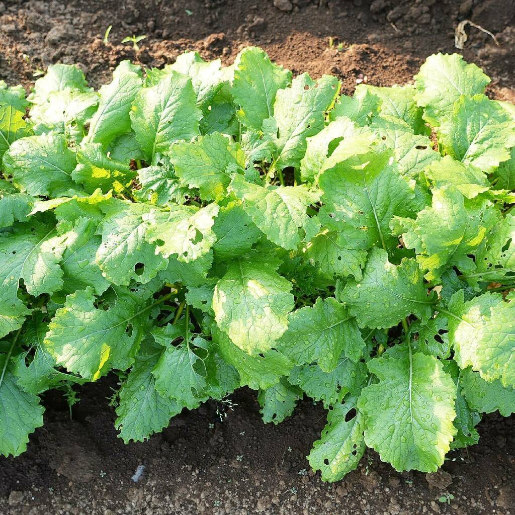 ট ইট র デジ野菜 カブの葉 株間 10 カブの株間は10 あればちょうど良さそうです 上からだとカブが見えていないですが そろそろ収穫を開始します カブ 株間 かぶ カブ栽培中 かぶ栽培 かぶ栽培中 カブ栽培 カブの葉 かぶの葉 カブの収穫