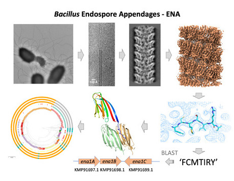 embojournal's tweet photo. Endospore Appendages (Enas): @RemautHan @VUBrussel @VIBLifeSciences and Marina Aspholm @UniNMBU groups use #cryoEM to identify a novel #pilus superfamily from the #endospores of pathogenic #Bacillus cereus
https://t.co/0Ag83pVmNY https://t.co/3QBU70EJOU