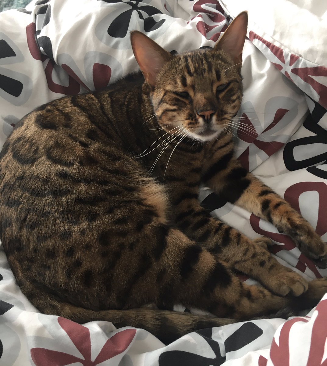 annie_warman's tweet photo. Happee Munday. I’ve got de prime pitch back az #halftermisover #teambengal Yay! 🎈🎈🎈🎈🎈🎈🎈🎈🎈 https://t.co/UkVDQ0f12s