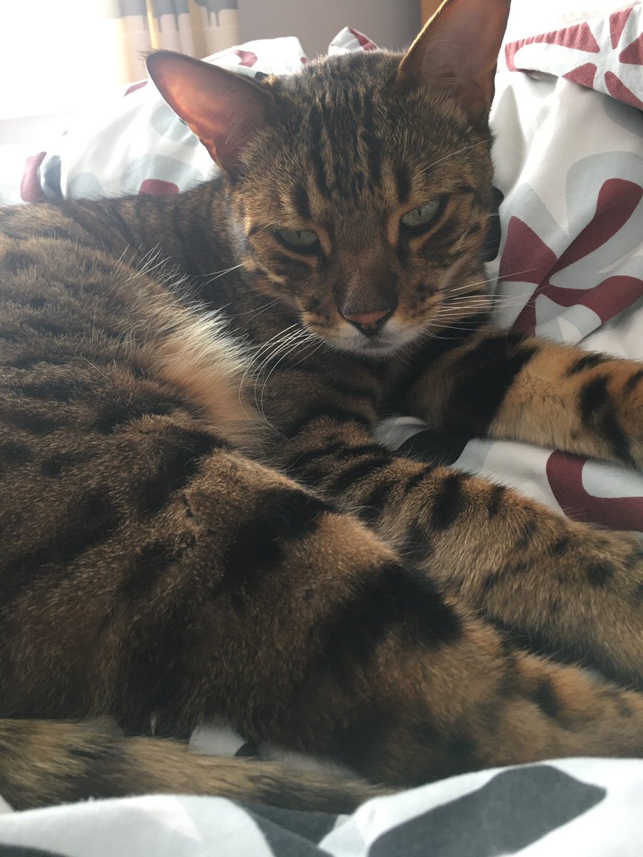 annie_warman's tweet photo. Happee Munday. I’ve got de prime pitch back az #halftermisover #teambengal Yay! 🎈🎈🎈🎈🎈🎈🎈🎈🎈 https://t.co/UkVDQ0f12s