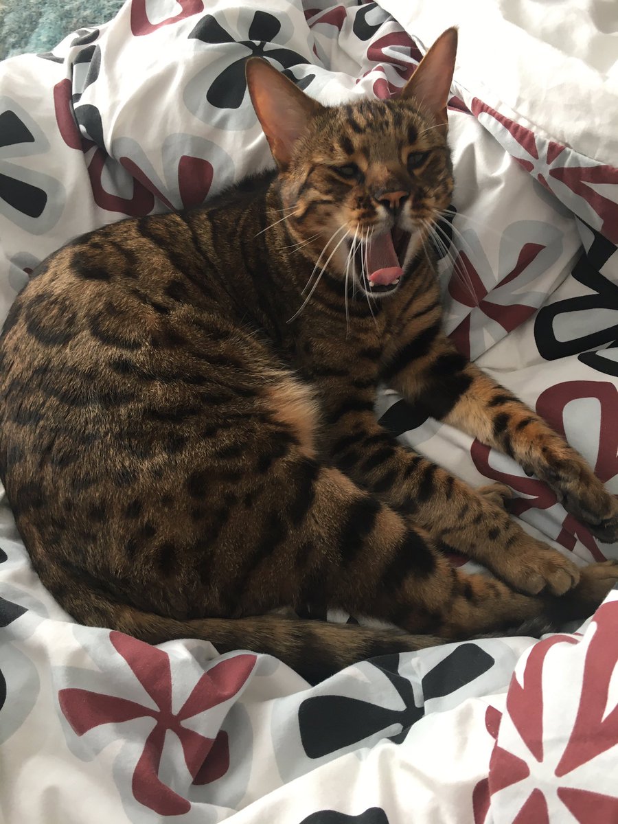 annie_warman's tweet photo. Happee Munday. I’ve got de prime pitch back az #halftermisover #teambengal Yay! 🎈🎈🎈🎈🎈🎈🎈🎈🎈 https://t.co/UkVDQ0f12s