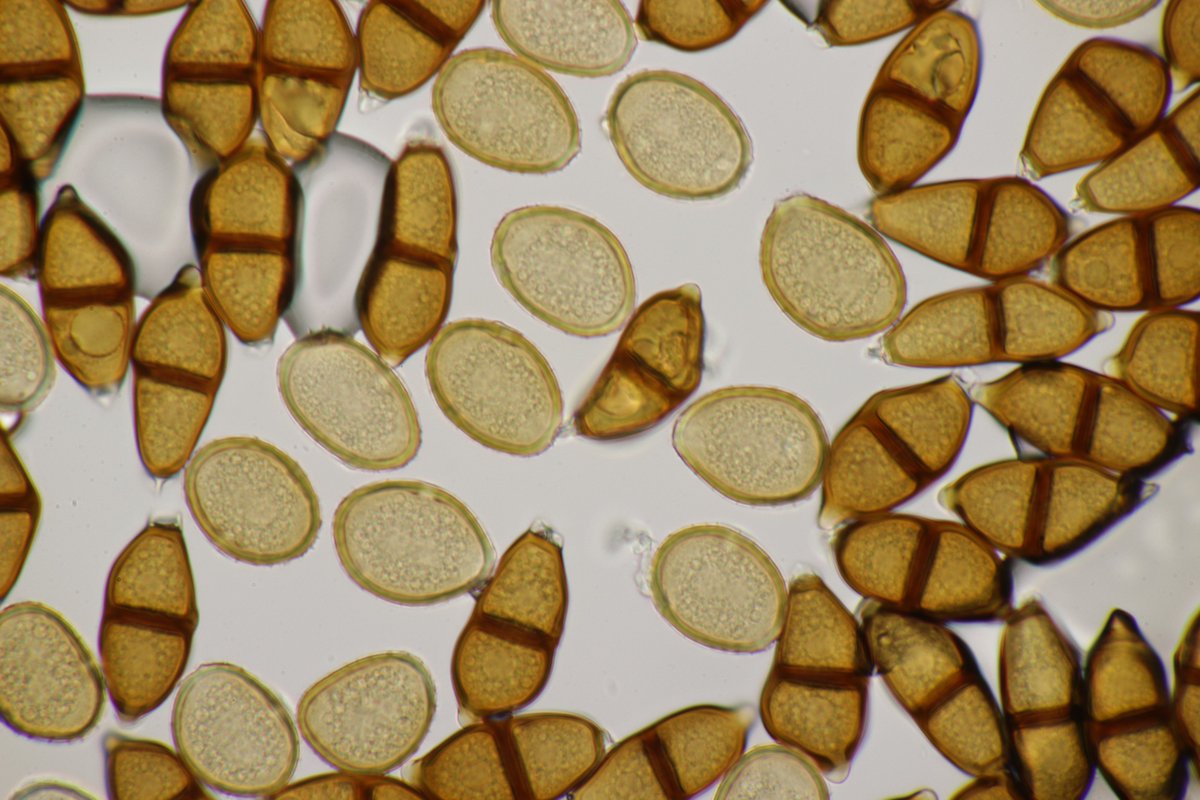 RPilze's tweet photo. Puccinia albescens ex Adoxa moschatellina
#Pucciniaalbescens #Puccinia #Adoxamoschatellina #Adoxa #Moschuskraut #rust #rustfungus #rostpilz #rost #moschatel #Moscatelline #Muscatelle #mushroom #mushrooms #fungus #fungi #pilz #pilze #champignons #champignon #nature #natur https://t.co/2zrPIIJCMj