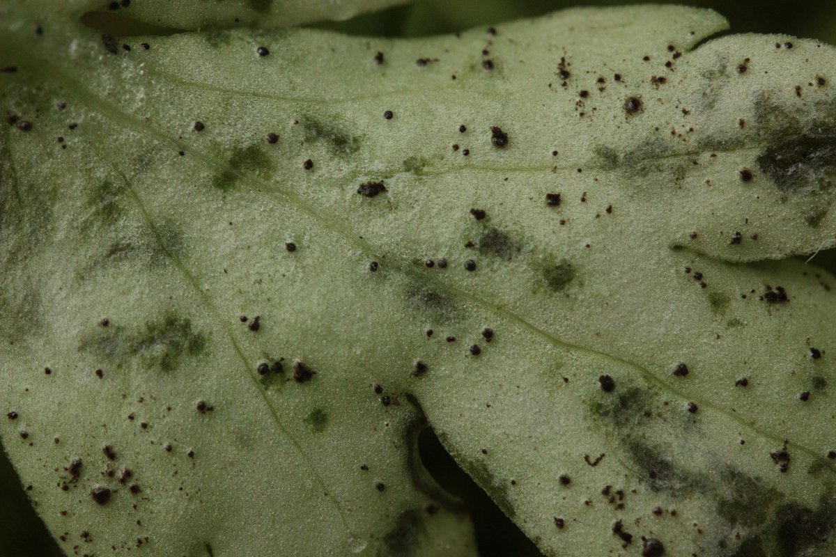 RPilze's tweet photo. Puccinia albescens ex Adoxa moschatellina
#Pucciniaalbescens #Puccinia #Adoxamoschatellina #Adoxa #Moschuskraut #rust #rustfungus #rostpilz #rost #moschatel #Moscatelline #Muscatelle #mushroom #mushrooms #fungus #fungi #pilz #pilze #champignons #champignon #nature #natur https://t.co/2zrPIIJCMj