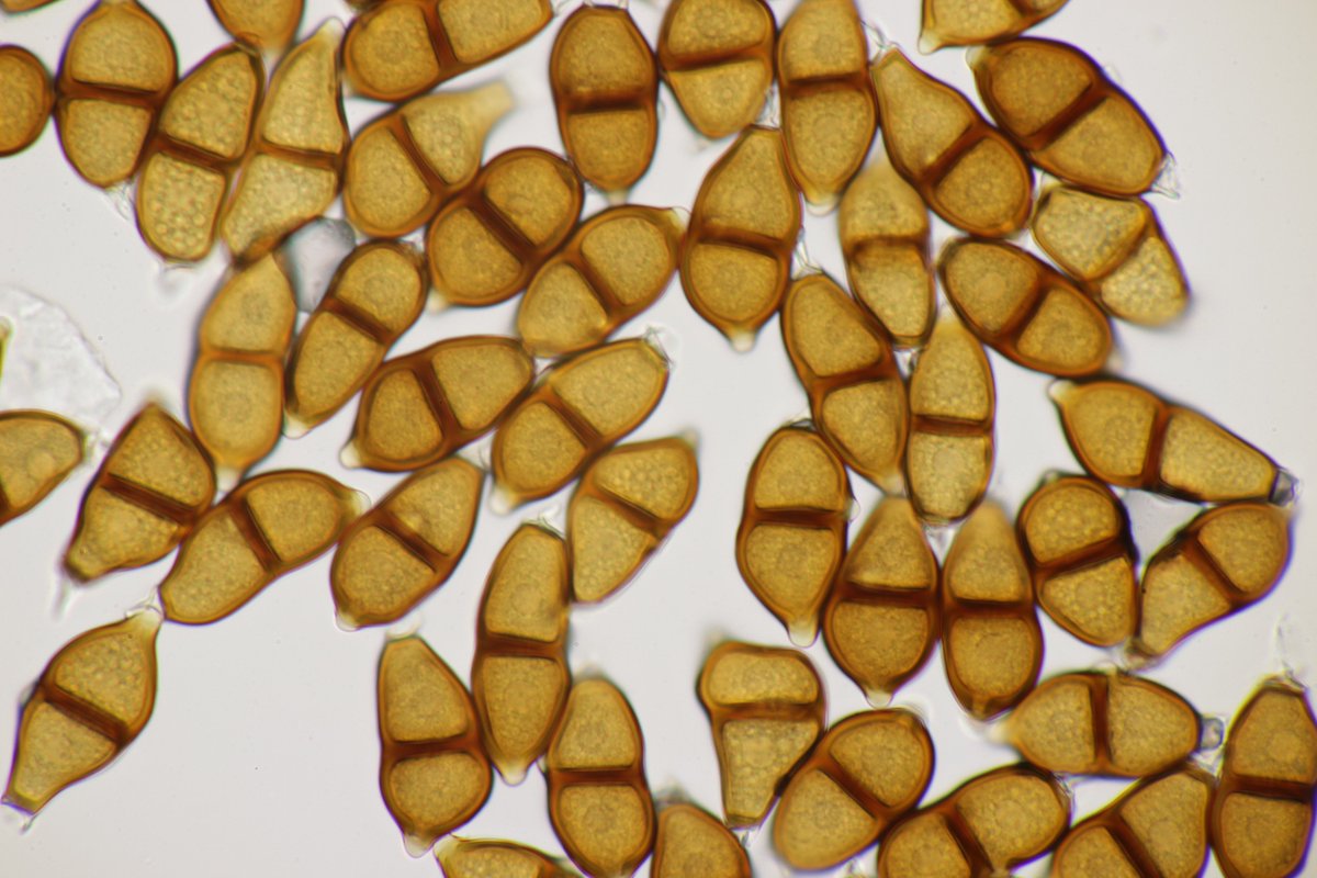 RPilze's tweet photo. Puccinia albescens ex Adoxa moschatellina
#Pucciniaalbescens #Puccinia #Adoxamoschatellina #Adoxa #Moschuskraut #rust #rustfungus #rostpilz #rost #moschatel #Moscatelline #Muscatelle #mushroom #mushrooms #fungus #fungi #pilz #pilze #champignons #champignon #nature #natur https://t.co/2zrPIIJCMj