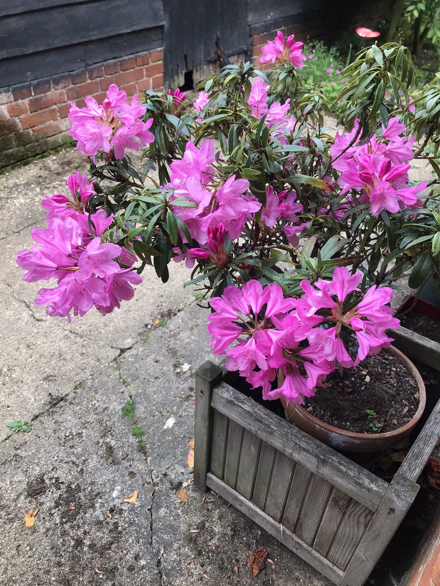 Rhododendrons doing their thing. Blousy and beautiful #GardeningTwitter #gardening #gardenflowers #suffolkgarden