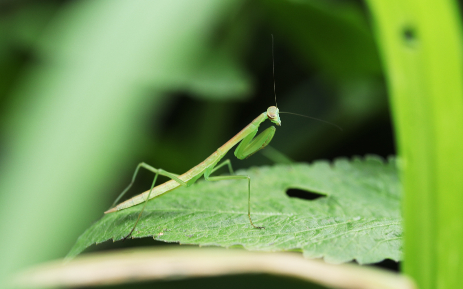 暦生活 こよみせいかつ 今日はカマキリのお話です わたしはカマキリが好きなので 楽しく読ませていただきました ところでカマキリは昔から 拝み虫 と呼ばれてきました 英語でも同じようにpraying Mantis 祈り虫 というそうです 蟷螂生 暦生活 こよみせいかつ 今日はカマキリのお話です わたしはカマキリが好きなので 楽しく読ませていただきました ところでカマキリは昔から 拝み虫 と呼ばれてきました 英語でも同じようにpraying Mantis 祈り虫 というそうです 蟷螂生