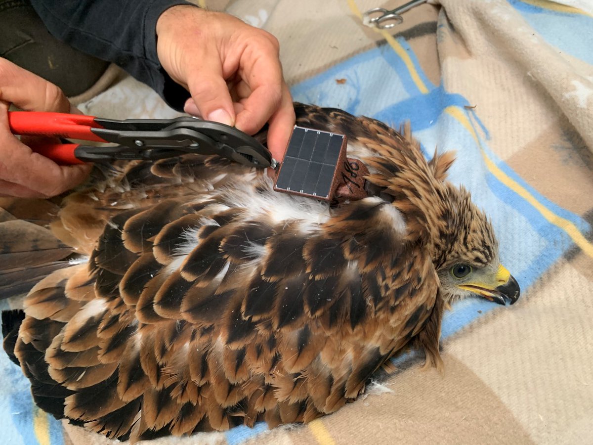 En direct des gorges de la Loire avec ce premier jeune Milan royal équipé d’une balise GPS dans le cadre du <a href="/LIFEprogramme/">LIFE Programme</a>  #EUROKITE
🦅😘🇪🇺
Plus de détails ▶️ bit.ly/Eurokite