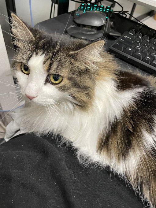 し…仕事にならん… 