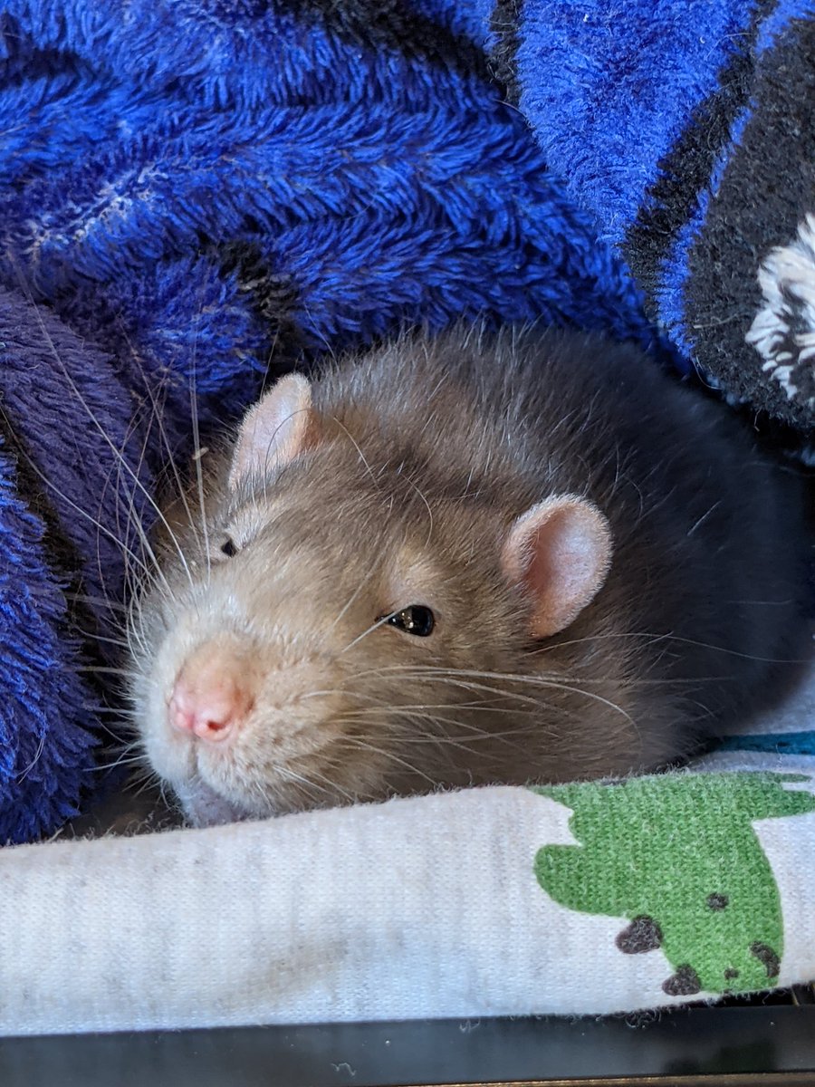 markh110's tweet photo. We made the difficult decision to let our sweet Chester cross the rainbow bridge today. I've never had to say bye to a rattie but I hate it. Does this get easier? 💔 https://t.co/qumfEFrFBt
