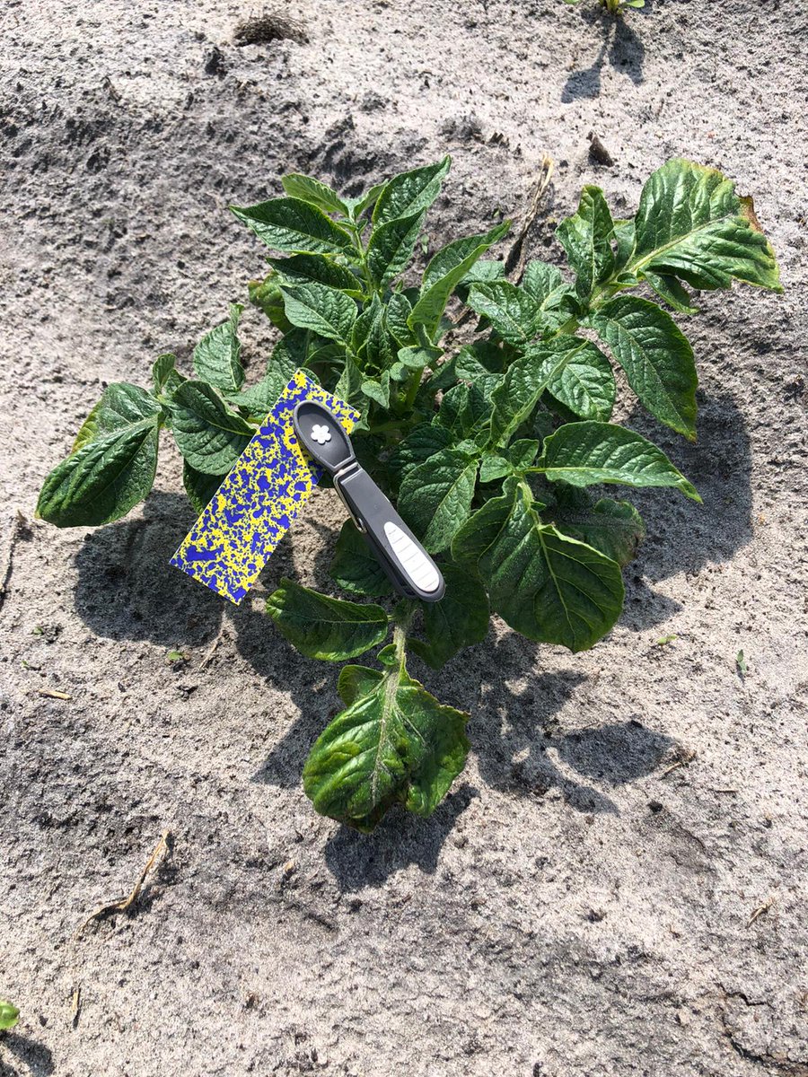 BBLeap_NL's tweet photo. Spuittest van aardappelopslag in de bieten. In totaal hebben we 18 planten gelabeld met watergevoelig papier en deze werden allemaal bespoten. Ook hebben we 2 bieten gelabeld, deze bleven onbespoten.πͺ #FarmingOnPlantLevel, #LeapBox, #PrecisionFarming, #agtech https://t.co/YSIpCLoal1