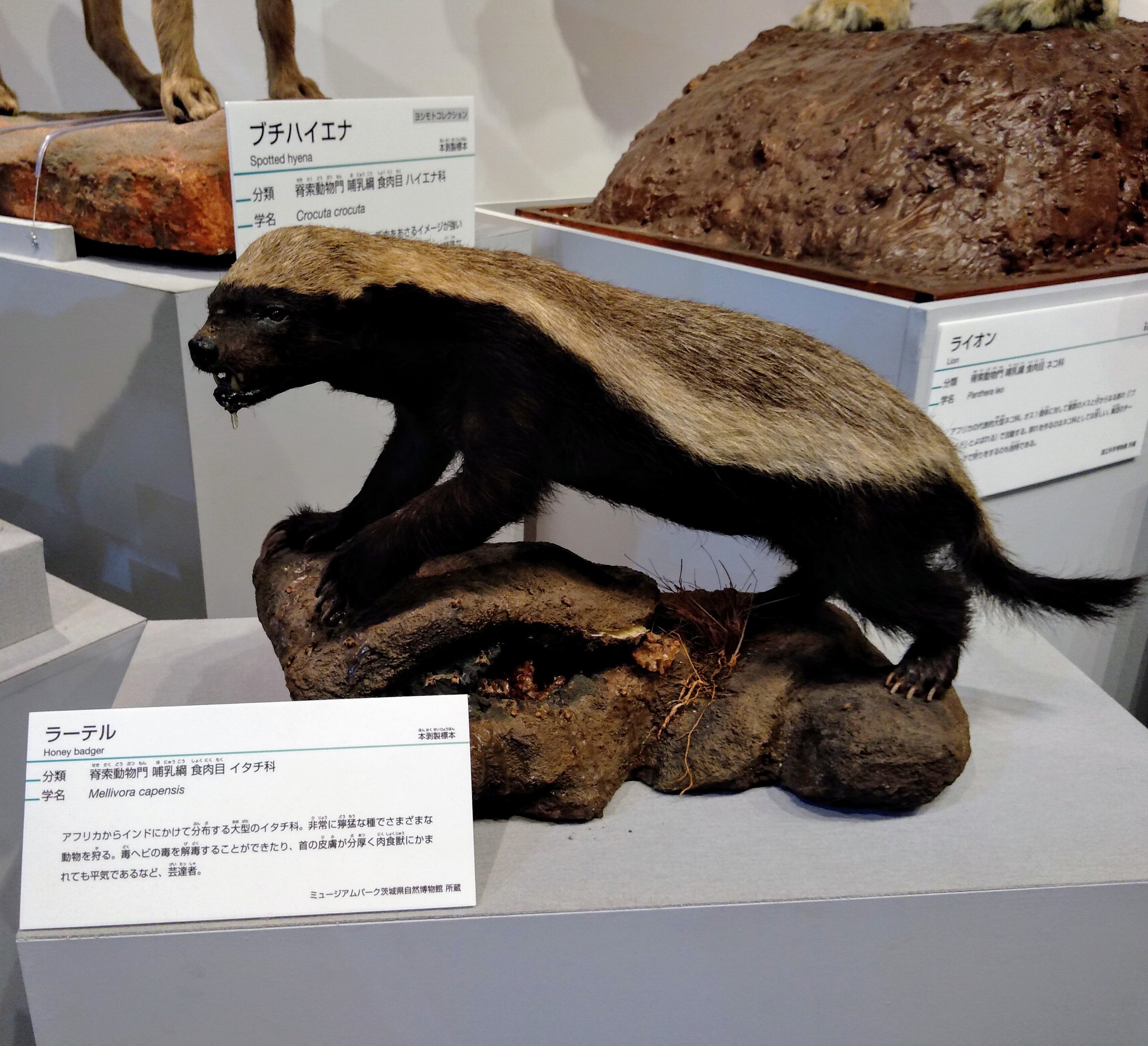 りをこ on X: 毒蛇にも負けないラーテルさん。なんか被ってるみたいな。 t.corPx1G1R1sn  X