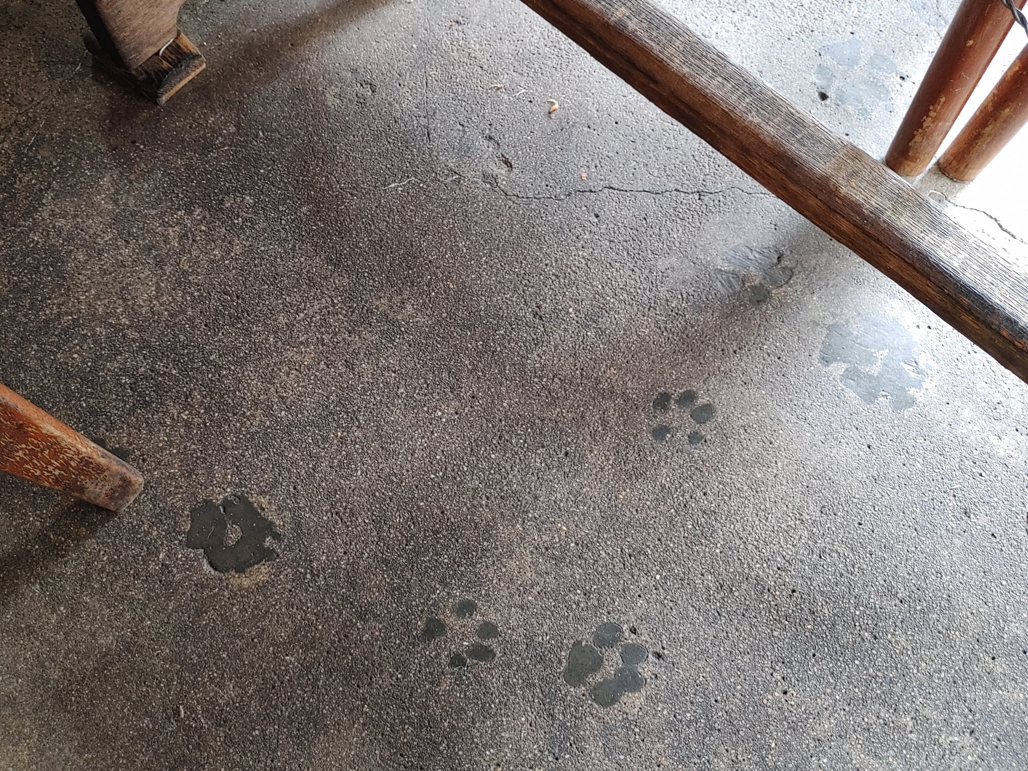 芦屋あたりで ツイッター版 神戸 平野の大衆食堂 伊勢屋 店内のコンクリート床にある犬の足跡 何十年も前の野良犬の足跡だそうです 大衆食堂 食堂 昭和レトロ T Co Tydfcyagzp Twitter