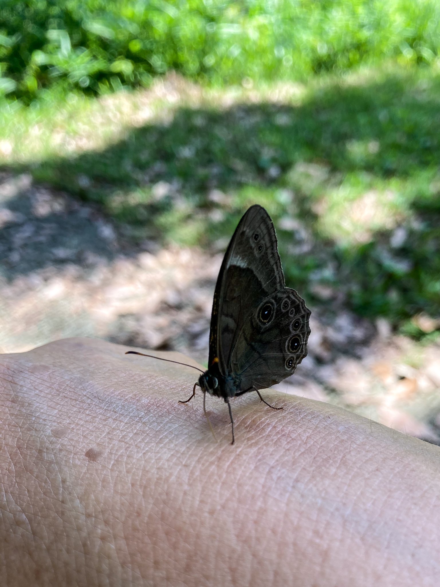Haru Kiti クロヒカゲチョウ 野鳥観察していたら チョウが手の甲にとまっているのに気がつきました 調べてみると チョウはクロヒカゲチョウ 吸水行動でしょうか 汗を吸っている T Co Eyddwwt2uo Twitter