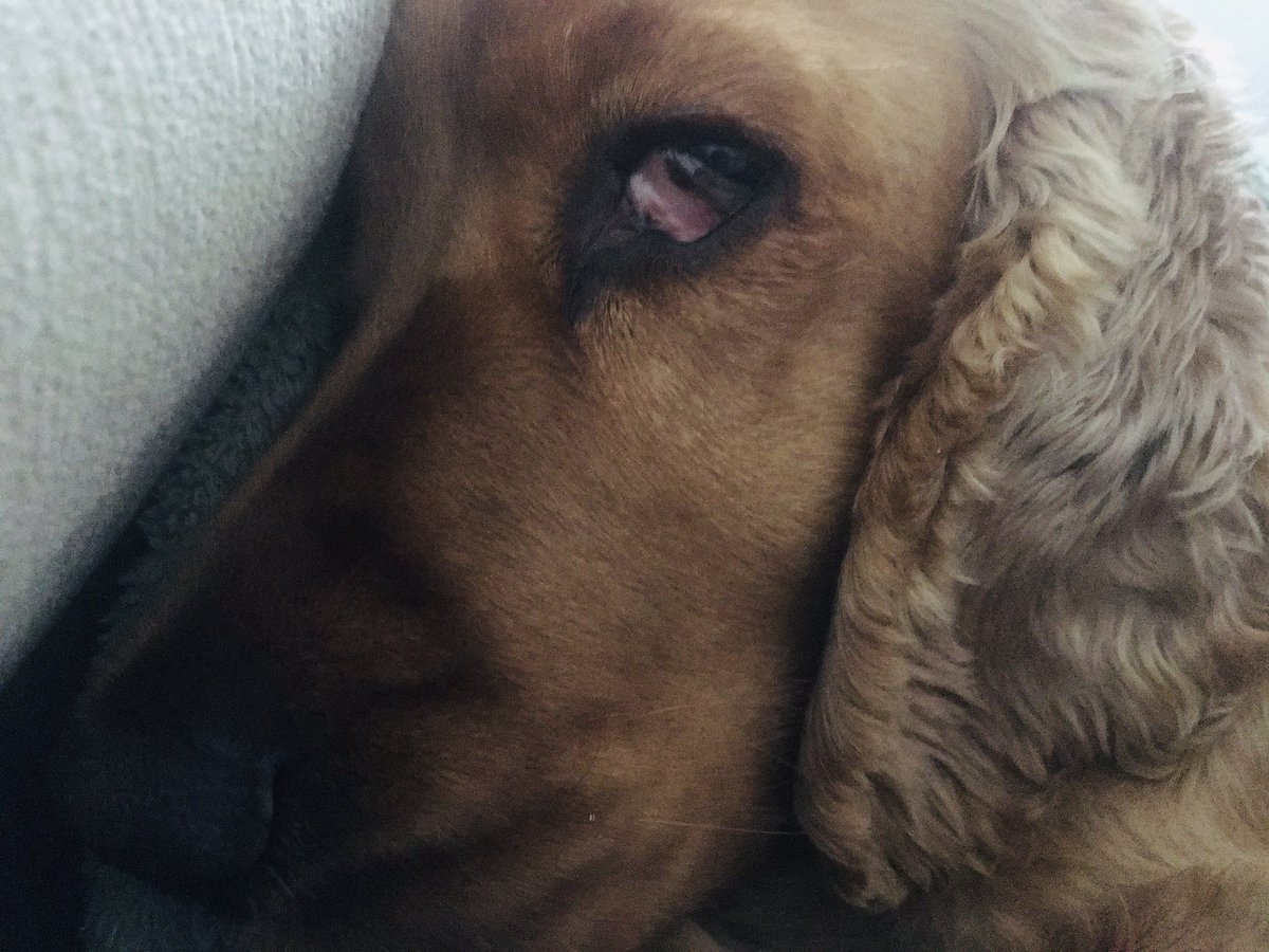 aztecafernandez's tweet photo. @MartaPorras11 @ONPE_oficial Mi perrita sufriendo conmigo por resultados, vamos Keiko https://t.co/p8Pi3ewNxh