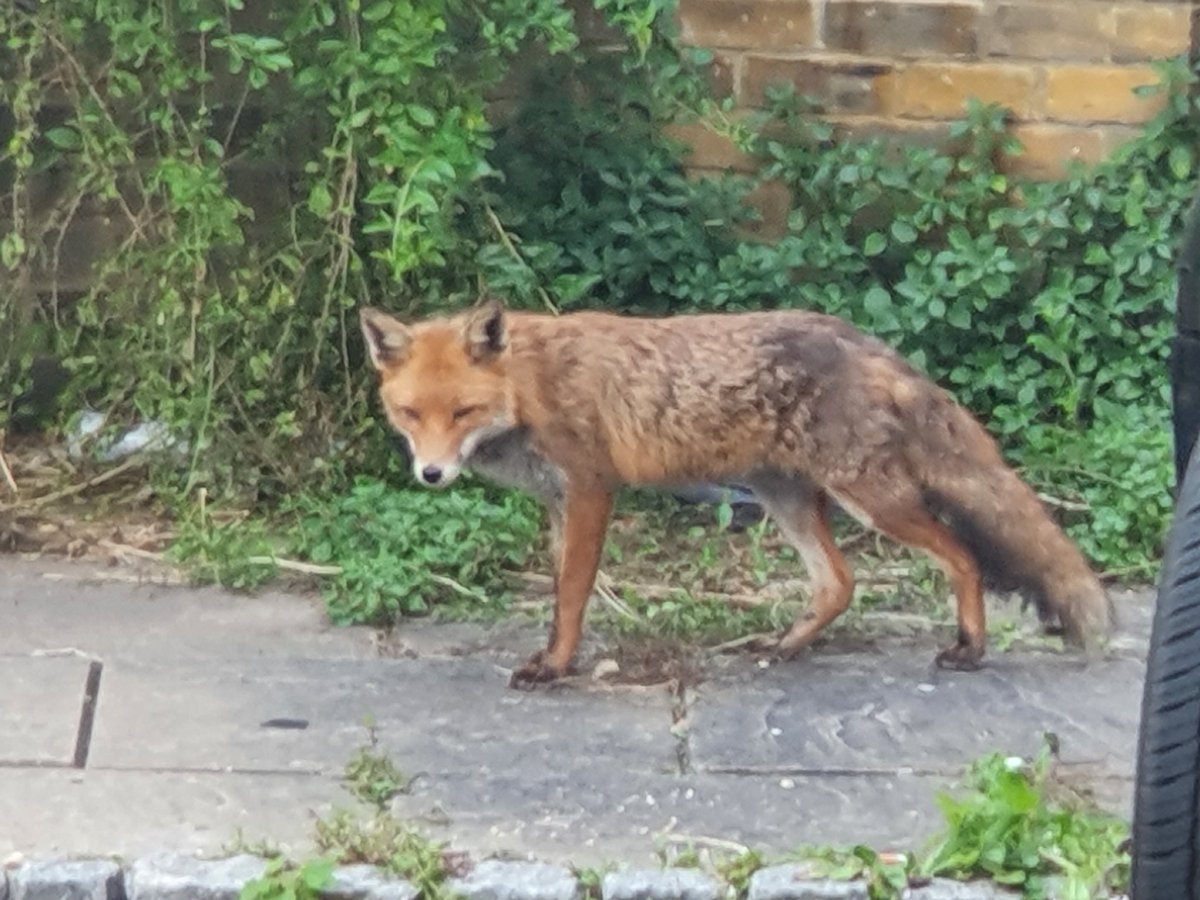 LouiseQuick11's tweet photo. Urban fox..saw her just off Rochester High St at about 7pm... rummaging through bins https://t.co/lERu4hf0TY