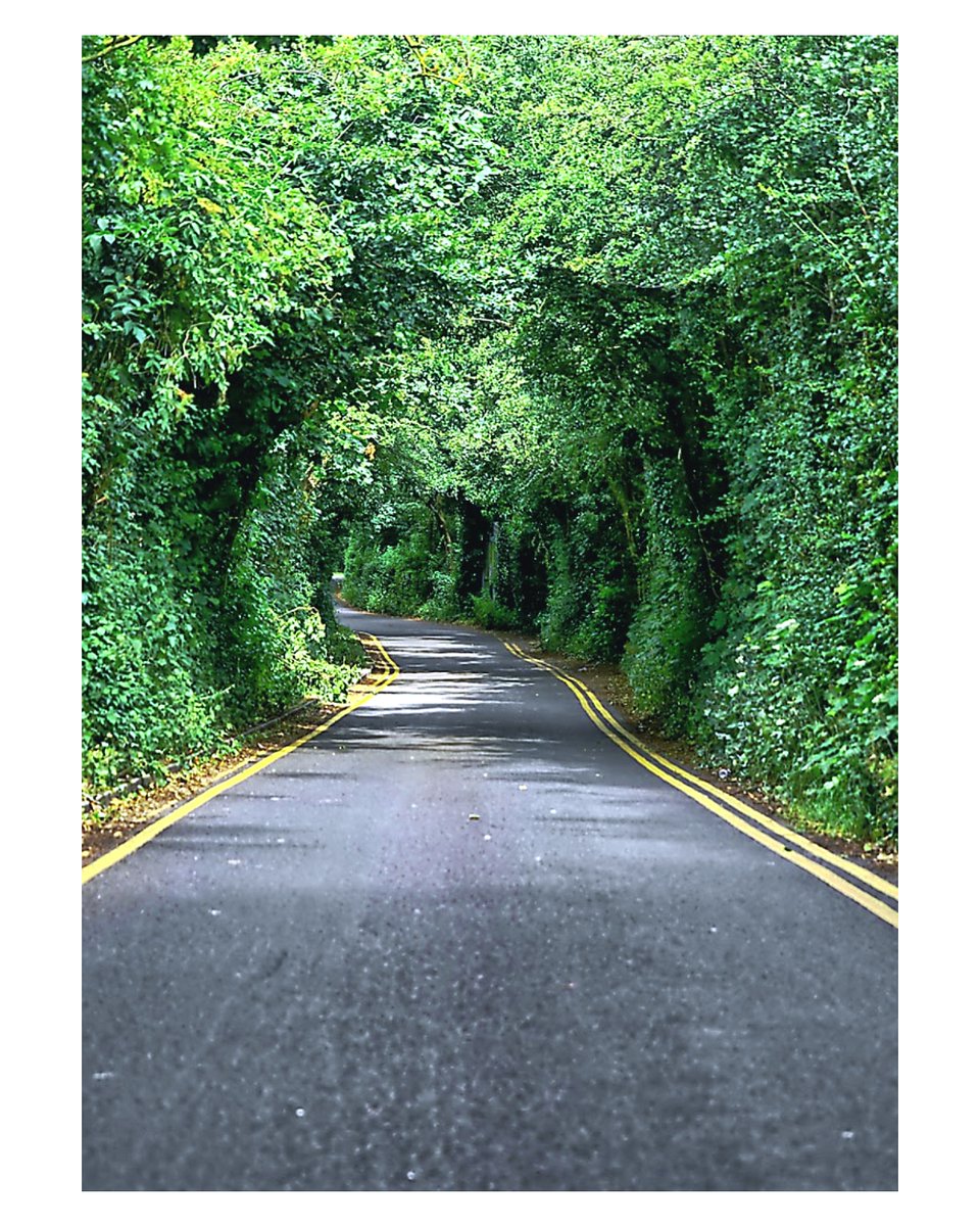 4evertakingpics's tweet photo. Long and winding road #photography #PHOTOS #forestwall https://t.co/xKocb2UXNP