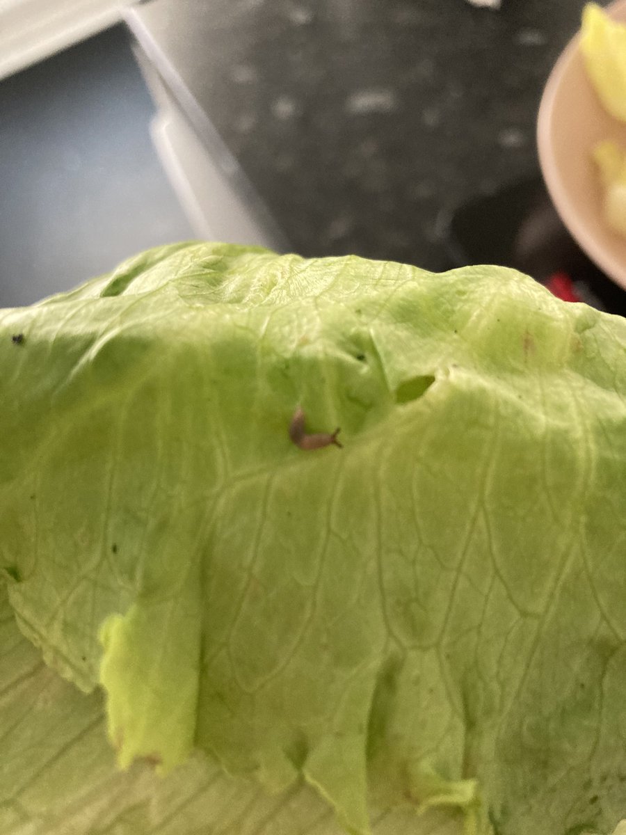 bethjcalder's tweet photo. @Tesco why are there two slugs on an iceberg lettuce purchased from the Swansea Tesco Extra?! https://t.co/RyQy95oKyZ