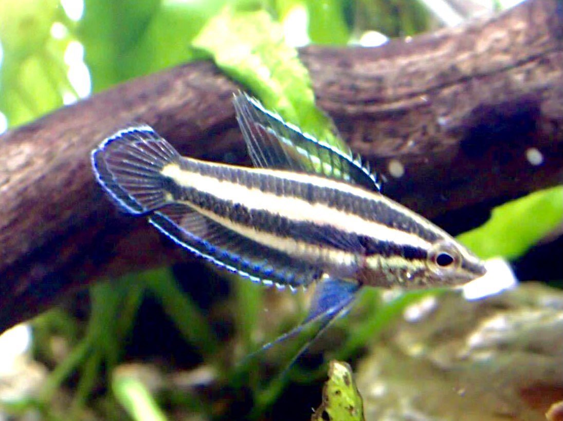 リコリスグラミー