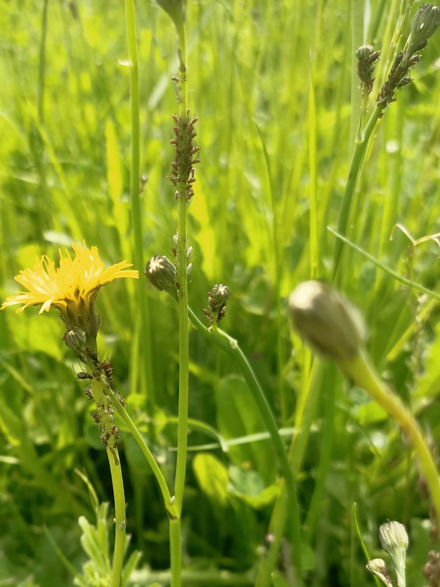 EngineeredSpace's tweet photo. Just a friendly little flower beetle saying thank you for not mowing the whole lawn 😊

#ThickLeggedFlowerBeetle #FlowerBeetle #OedemeraNobilis #Biodiversity #NoMow #SayNoToTheMow #Wildflowers https://t.co/s8Q9ey7NuO
