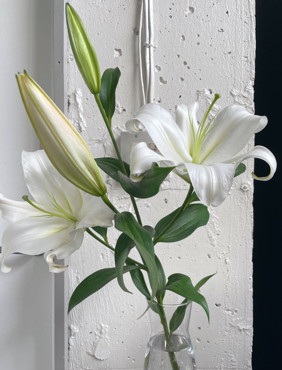 Uzivatel 井嶋ナギ Na Twitteru でも雄しべがないと百合っぽさ半減で寂しい 花粉なしの新品種とか開発されてそう笑