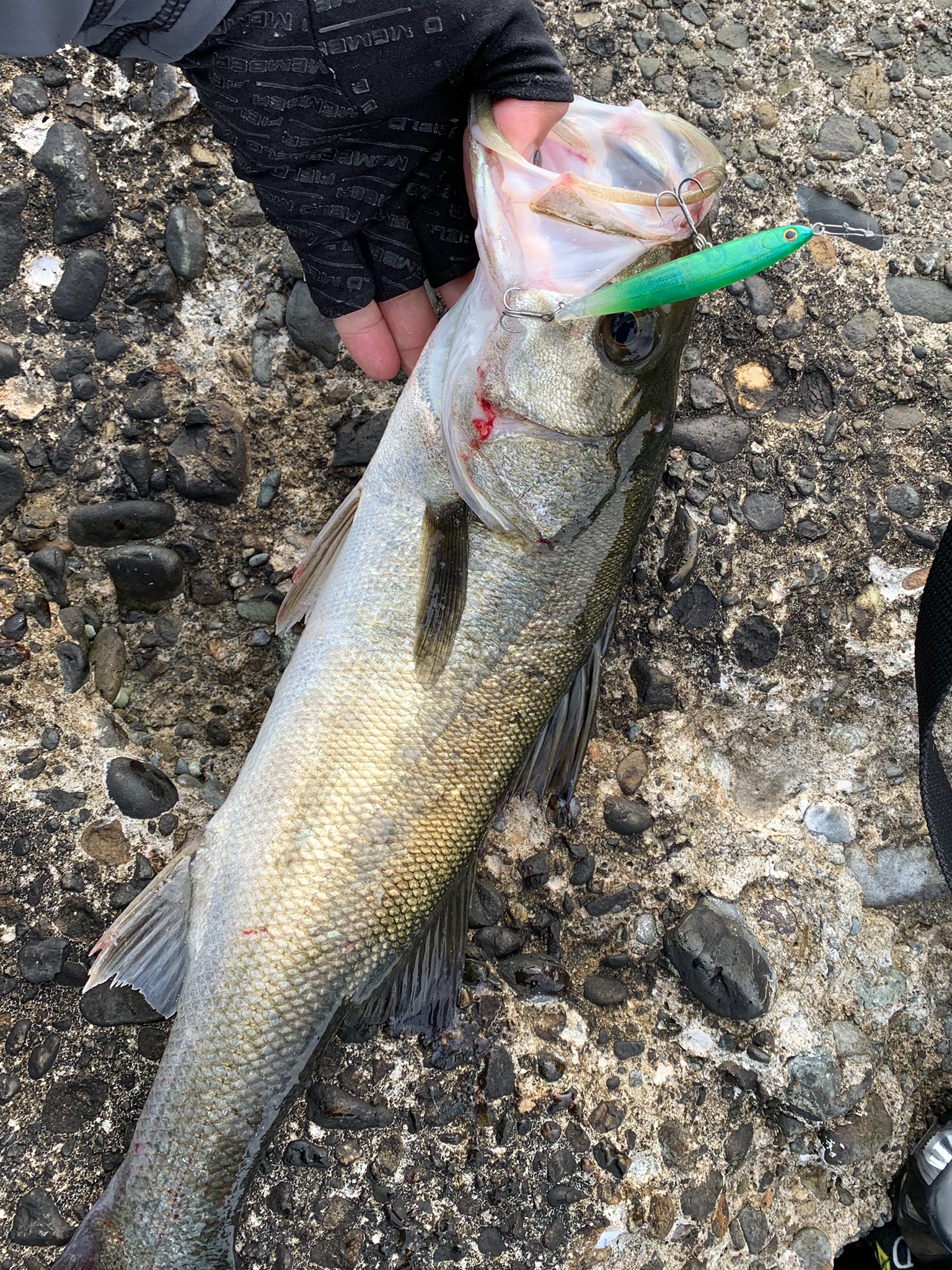 チキュー のロッドでメバル釣れますか みたいな質問のアンチテーゼにガリンペイロでメバル を釣ってやるぜ と Spm75投げるとシーバス ナッゾ5gなら大丈夫 と投げてもシーバス まぁメバル釣りたいならメバルロッドで良いんじゃない 爆