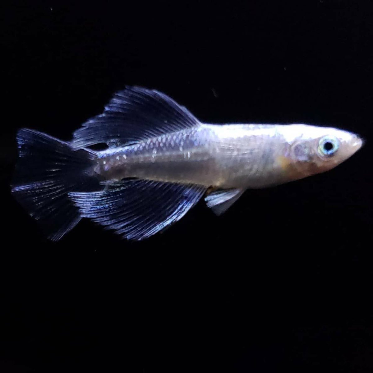 改良メダカ4尾＋1(プラチナブルージェイリアルロングフィン幼魚)