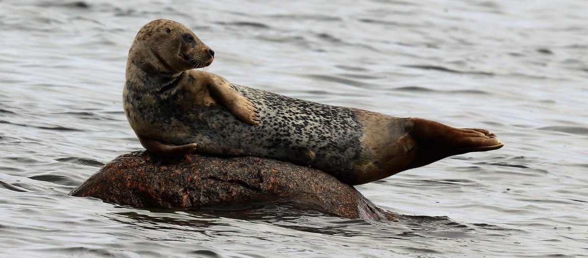 Are you working on a #marine #CitizenScience project in and around the Baltic Sea Region? Then we are keen to hear from you and include your project into our database, as part of a study funded by @BANOS_CSA! 🌊👥 Let us know about your project here 👉 bit.ly/3fWuzVn