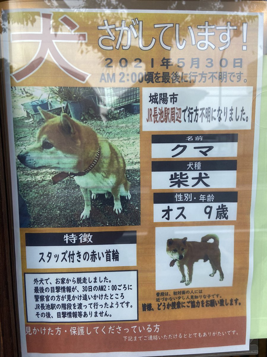 迷子のわんちゃん。京都府城陽市で行方不明になり、本日5/7八幡市橋本付近で赤い首輪で単独で歩く柴犬わんちゃんの目撃情報があったそうですが保護には至っておりません。
目撃したなど情報がございましたらご連絡宜しくお願い致します。