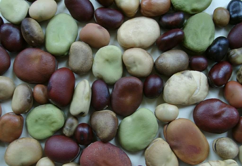 Fortunately there is a fair bit of diversity within the domesticated genepool, and the folks <a href="/ProFaba_SusCrop/">PROFABA</a>, and others elsewhere, are getting on with exploring and using it…(9/9)

📷: Stig Uggerhøj Andersen