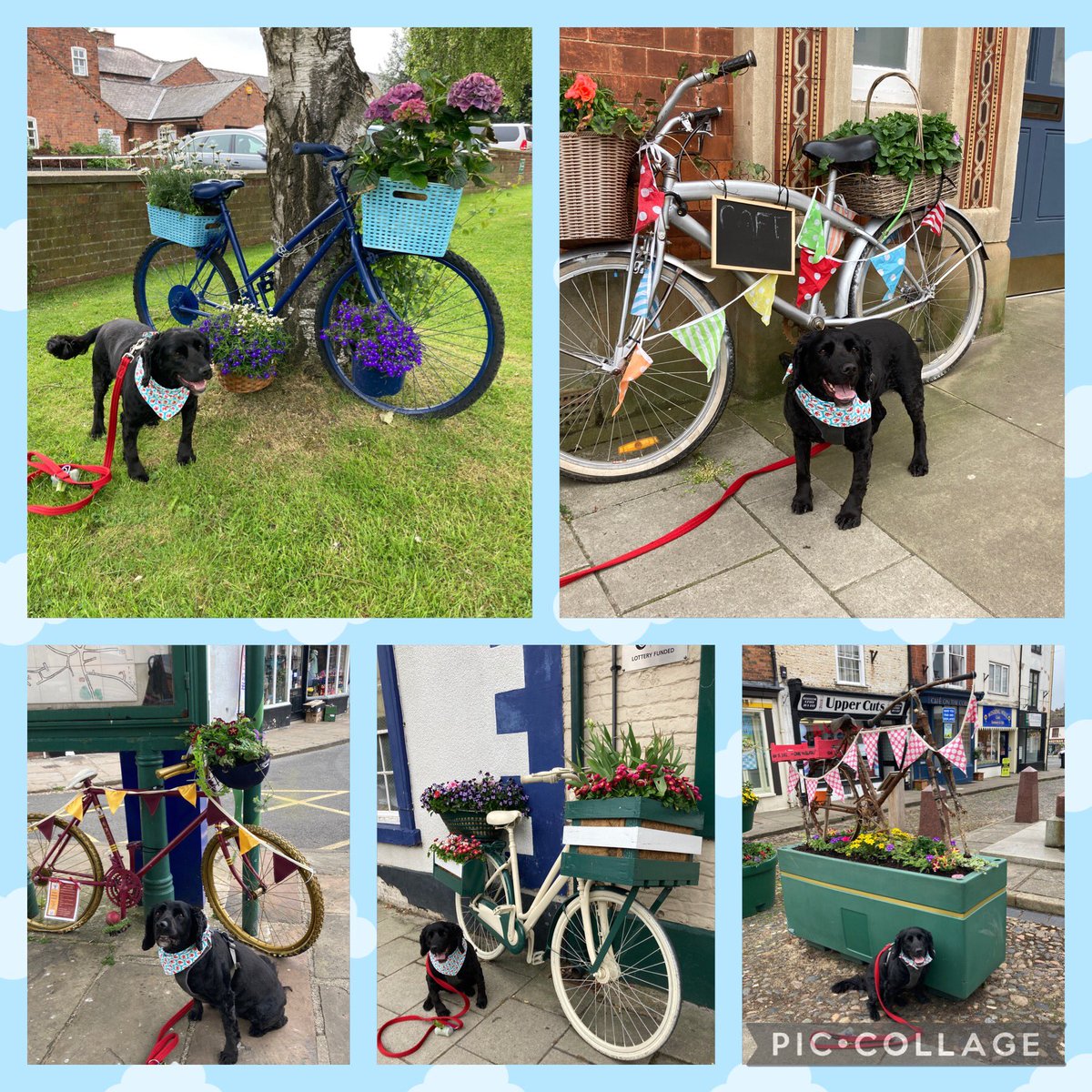 RiffRAF18's tweet photo. Bicycle floofs for @Maggarooo
#AlfordInBloom #OnYaBike #InBloom #LincolnshireInBloom #EastMidlandsInBloom #dogsoftwitter #mondaythoughts #MondayMotivation https://t.co/k6jNRnmbtW