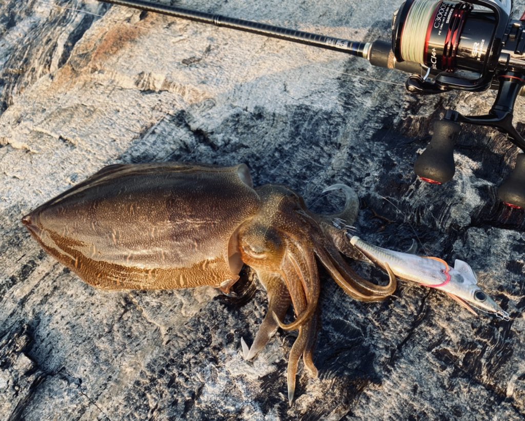 gustokoasul's tweet photo. 満潮狙い撃ち。

久々釣り行けたのでふらりと海へ。
イカゲット！！

袋も何も持って来てないためこの後海へお戻り頂きました。

潮が早く手前に流れる為、ボトムをラインテンション張らず緩めずで漂わす感じで。イカパンチのあたりですかさずフッキング。
エギングおもろ！

＠宇部市 https://t.co/wvuNxB4vkg