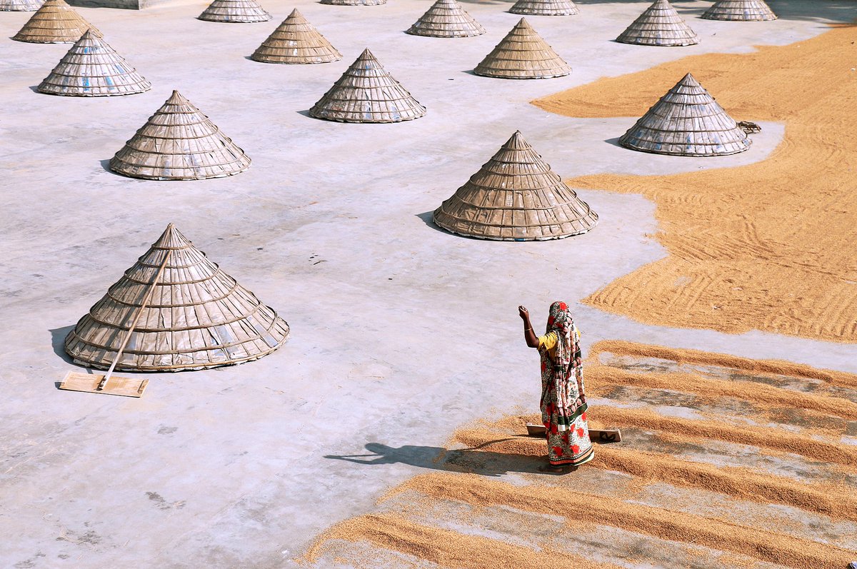 Cctv Asia Pacific On Twitter Inpics Giant Hat Shaped Bamboo Cones Cover Mounds Of Rice To Keep It Dry At A Mill This Is A Traditional Method Of Keeping Freshly Collected Rice