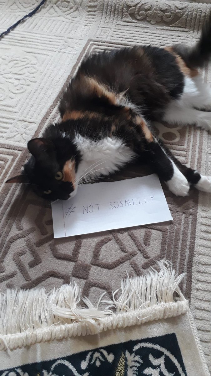 SmellyCat.Finance tweet media