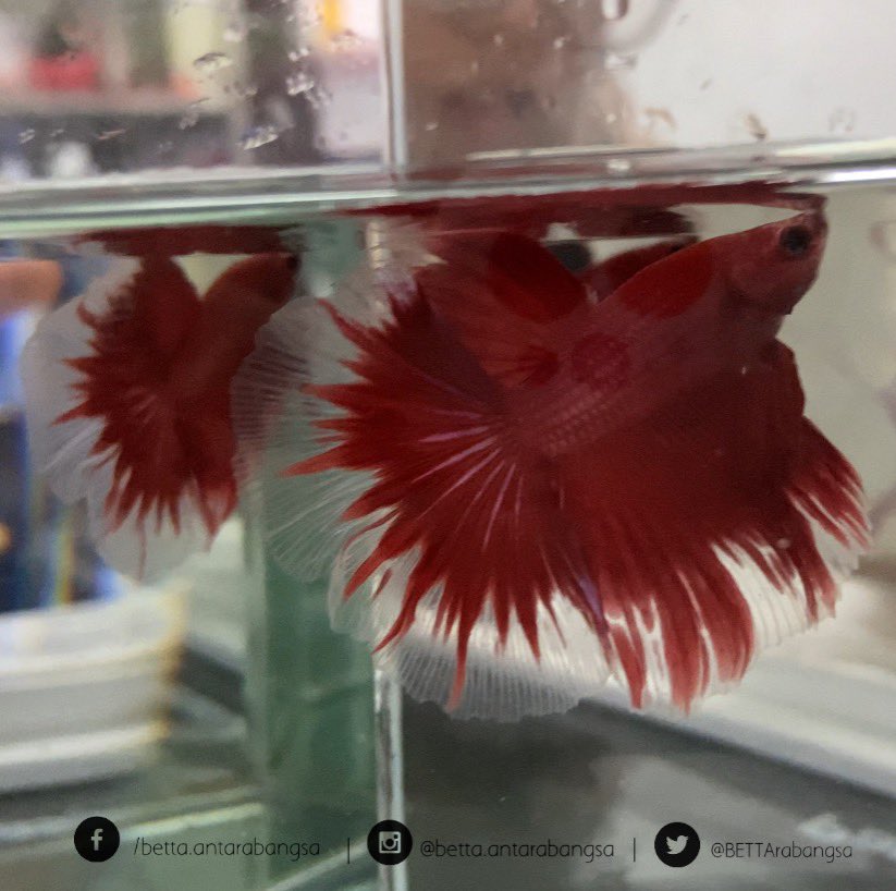 BETTArabangsa's tweet photo. Facebook: /betta.antarabangsa 
Instagram: @betta.antarabangsa 
Twitter: @BETTArabangsa
Shopee: Betta.Antarabangsa
Telegram: https://t.co/4ftUk29mHo

#bettaantarabangsa #ikanlaga #ikanlagamalaysia #ikancupang #bettafish #bettamalaysia #bettacommunity https://t.co/hLwhOcWihg