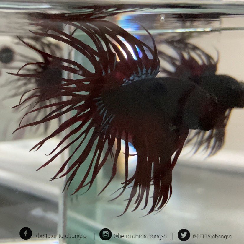 BETTArabangsa's tweet photo. Facebook: /betta.antarabangsa 
Instagram: @betta.antarabangsa 
Twitter: @BETTArabangsa
Shopee: Betta.Antarabangsa
Telegram: https://t.co/4ftUk29mHo

#bettaantarabangsa #ikanlaga #ikanlagamalaysia #ikancupang #bettafish #bettamalaysia #bettacommunity https://t.co/hLwhOcWihg