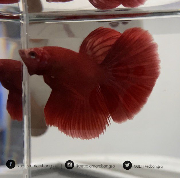 BETTArabangsa's tweet photo. Facebook: /betta.antarabangsa 
Instagram: @betta.antarabangsa 
Twitter: @BETTArabangsa
Shopee: Betta.Antarabangsa
Telegram: https://t.co/4ftUk29mHo

#bettaantarabangsa #ikanlaga #ikanlagamalaysia #ikancupang #bettafish #bettamalaysia #bettacommunity https://t.co/hLwhOcWihg