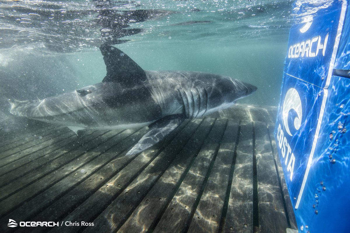 SharkMontauk's tweet photo. YESTERDAY was a PINGY day! Let's start with the gals sub-adult Freya and juvenile Gladee are off @CapeHatterasNPS, sub-adult Helena is off Sable Island Banks, Nova Scotia, juvenile Rose is off of Virginia Beach, VA and adult MALE Breton is off of Jacksonville, FL! 🧐🦈🎉 https://t.co/3xLIw8vr7v