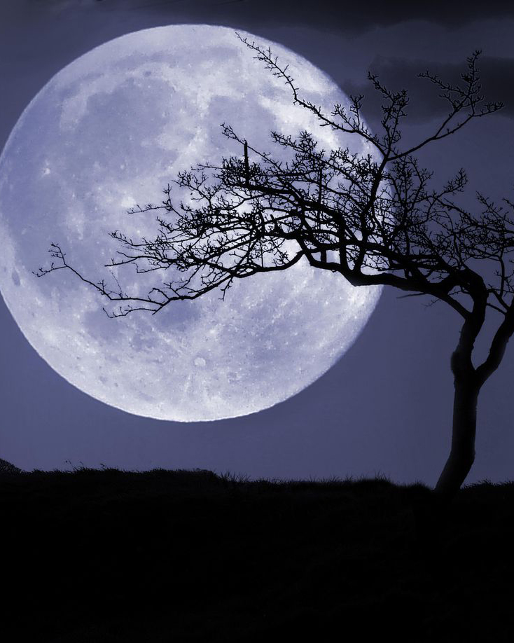 500 seeds of 5 different types of seeds were taken into orbit around the moon and later planted around the U.S. as well as a few countries. They were called Moon Trees.