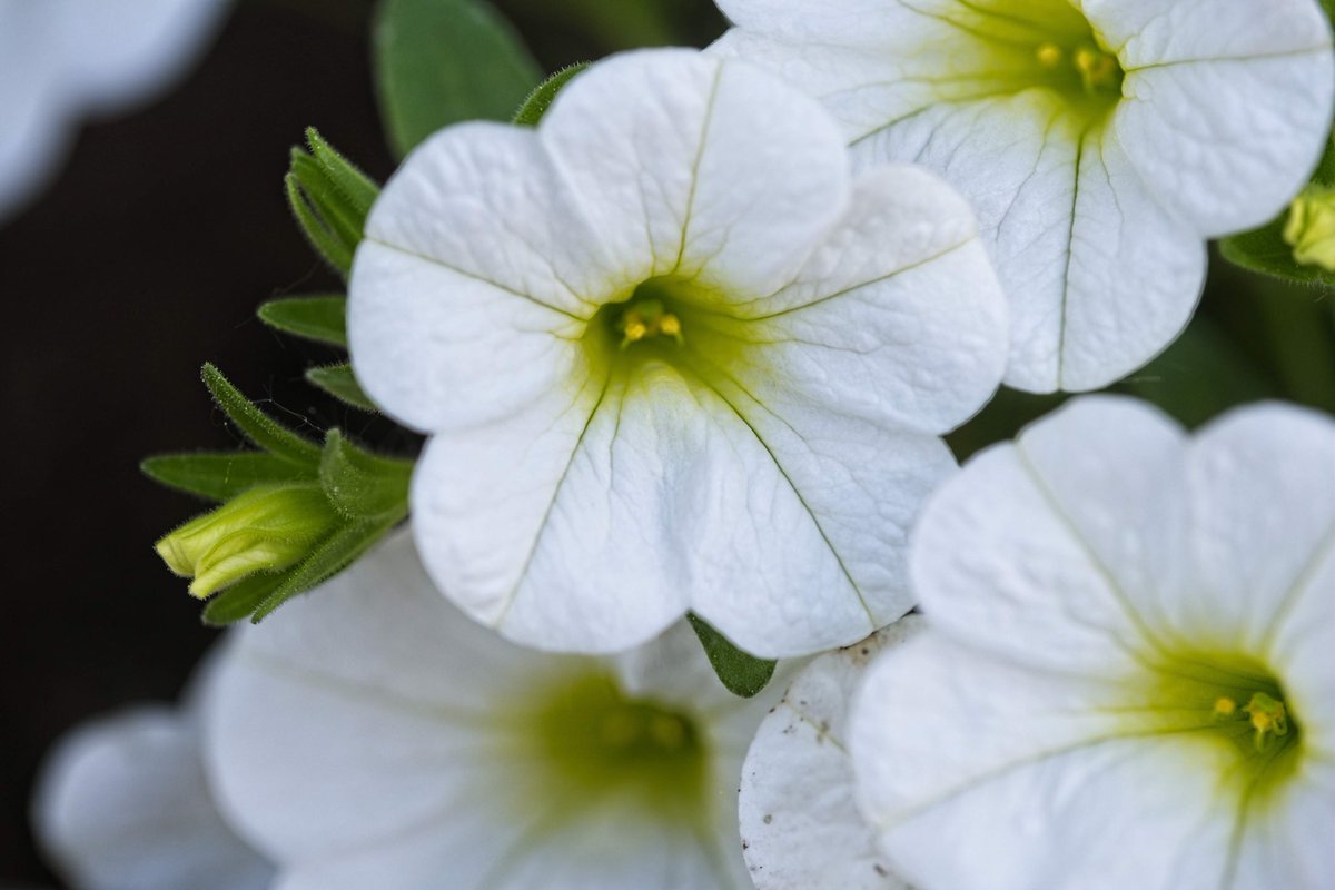 We were designed to walk with God in the cool of the garden. We are restored, through the cross, to that position of grace. Enjoy your walk today. #walkingwithGod #garden #enjoy #Jesus