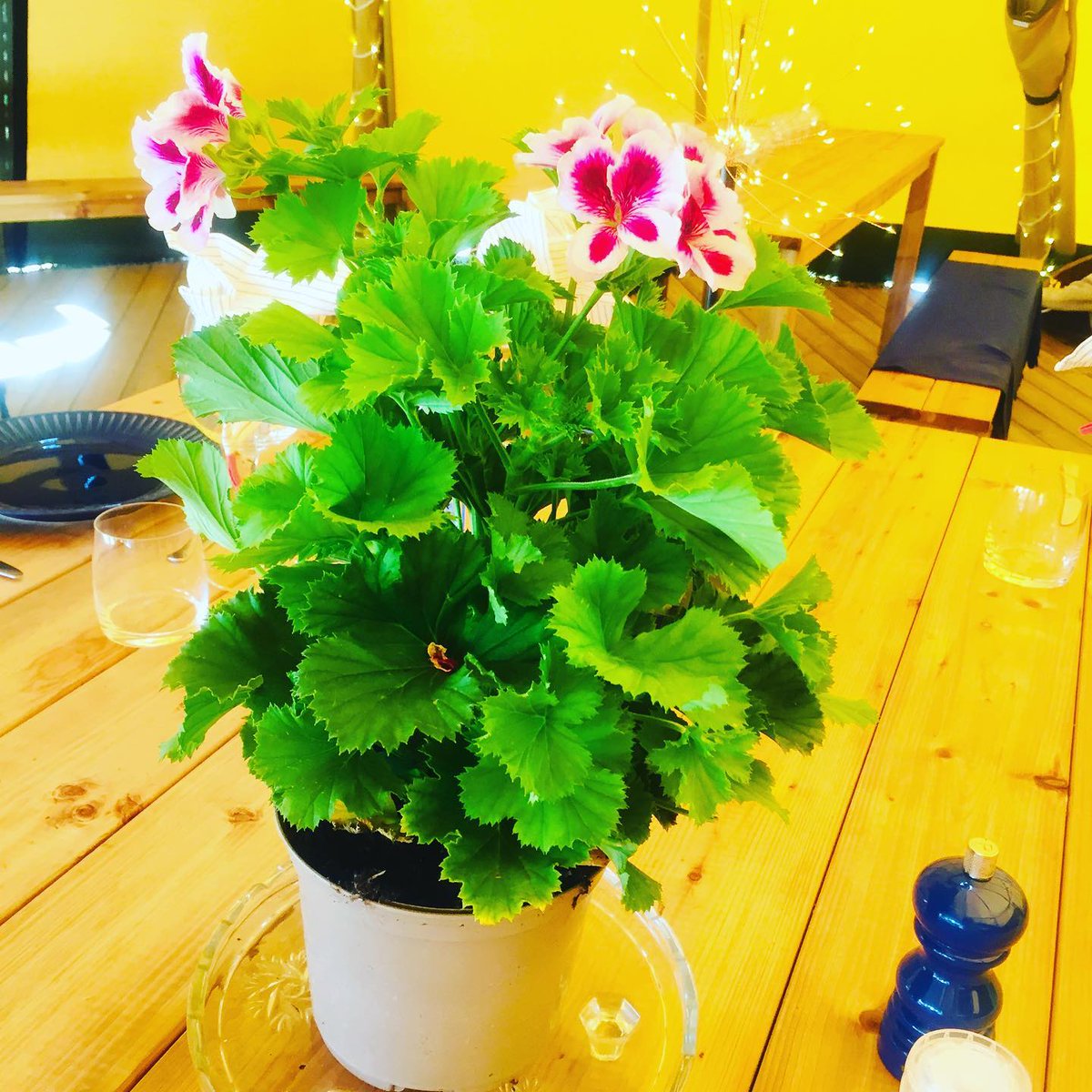 Lizmoorecooks's tweet photo. Amazing weather for our tipi lunch today!

📸 https://t.co/AZo8Phv80h via https://t.co/szlBeRdaVz https://t.co/V6Vnwnr6DG