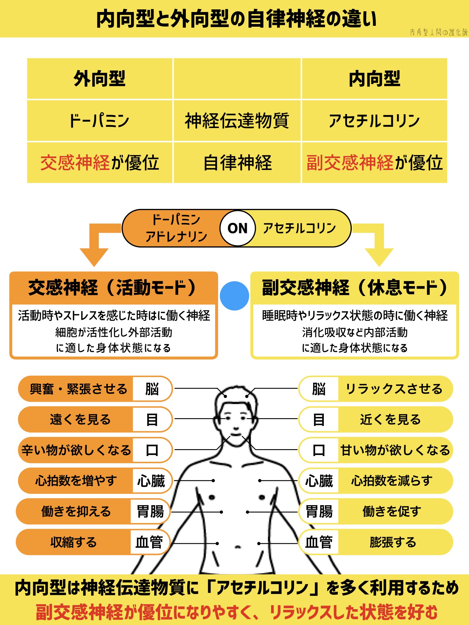 内向型人間の進化論丨心理学 脳科学 ライフハック 内向型と外向型の自律神経の違い 内向型は副交感神経が優位 リラックスできる状態でパフォーマンスを上がり ストレスや緊張状態ではパフォーマンスが低下する 外向型は交感神経が優位 ストレスや