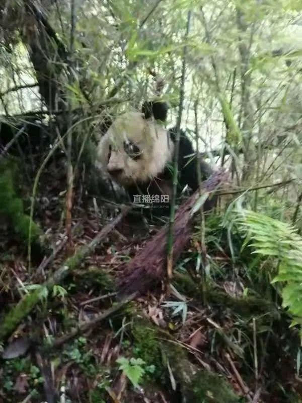 pandas_fr's tweet photo. 🐼😮 Des rangers observent un #panda sauvage dans la réserve naturelle de #Xuebaoding ⤵️
https://t.co/wrbcJ7MXeD
#giantpanda #pandageant #Sichuan #Pingwu https://t.co/zhlgfASOVR