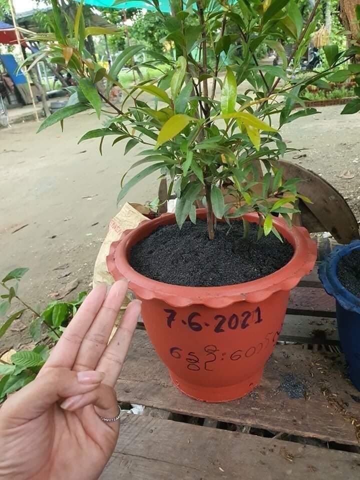 littleworld_jm's tweet photo. #SpringRevolutionTree🌳🌳🌳 Campaign by youths from #ShwePyiThar , #Yangon in honor of fallen Martyrs in Spring Revolution on June 7. 

#June7Coup
#WhatsHappeningInMyanmar
#RejectCoupRejectASEAN https://t.co/lJhnea9kfb