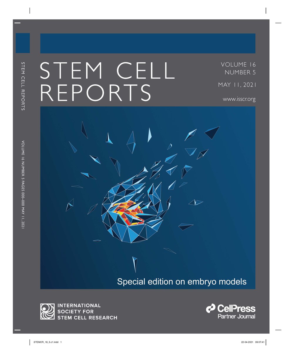 stemcellreports's tweet photo. Interested in embryo models  and embryo research? Check out the review by @EPosfai, @fredrik_lanner, @C_Mulas &amp; @HGLeitch https://t.co/v6xeJGCOBP &amp; the #ISSCRGuidelines perspective from @clarklabucla1  @NRivron @fu_jianping &amp; others https://t.co/iSCcfDGWGm @ISSCR @martinperaJAX https://t.co/px5Dd1xpRm